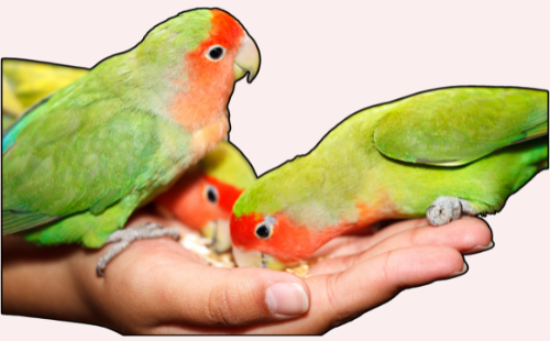 lovebirds pet
