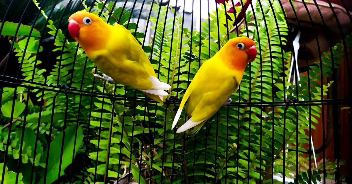Creating the Perfect Habitat for Lovebirds