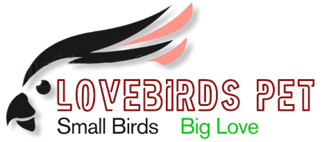 lovebirds pet