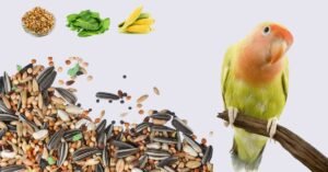 Lovebirds diet complete guide