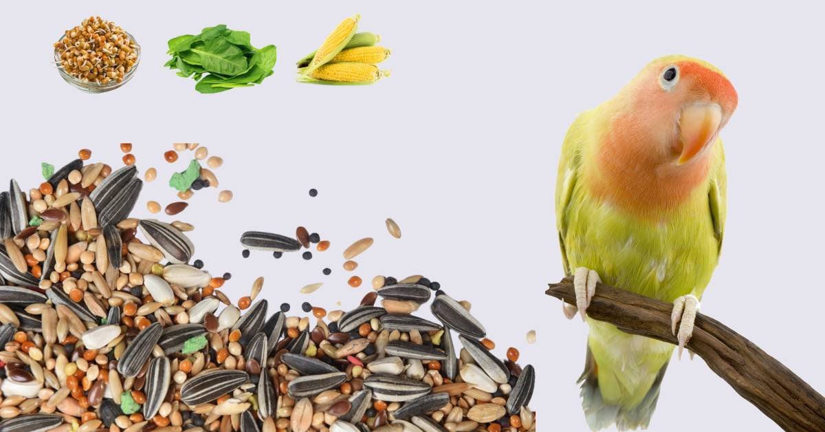Lovebirds diet complete guide