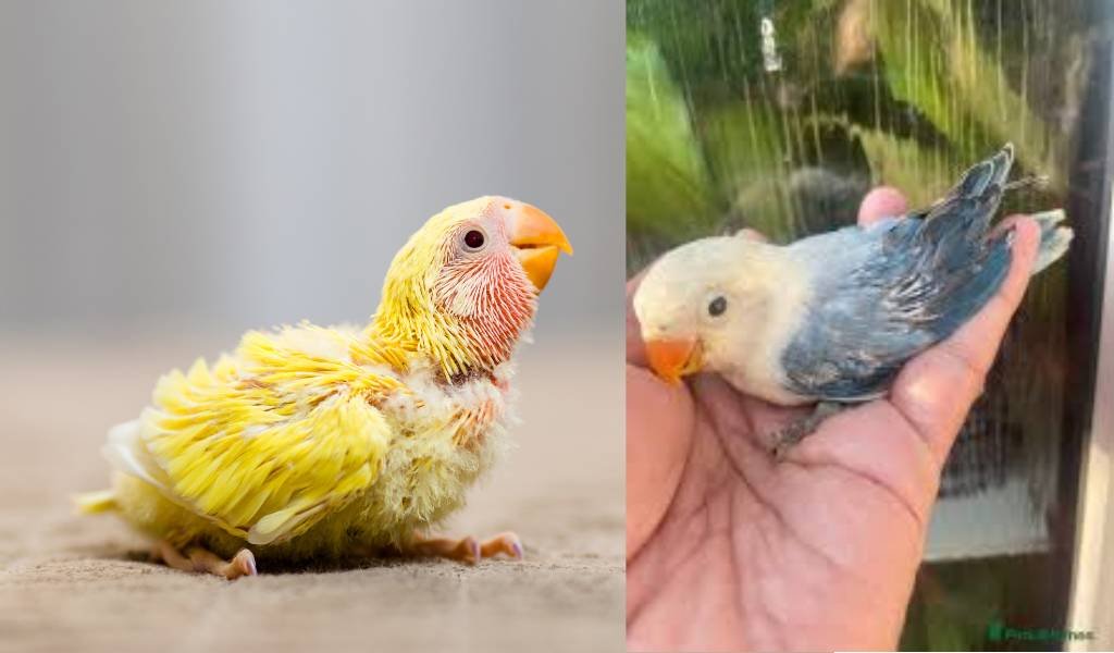 lovebirdspet