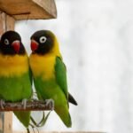 lovebirds pair