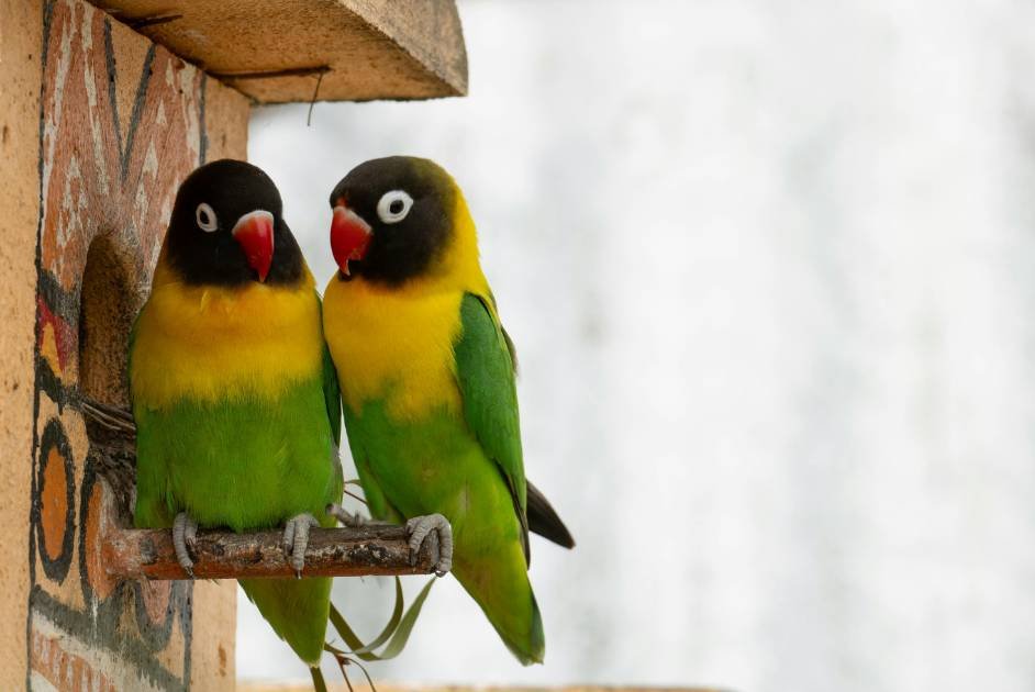 lovebirds faq
