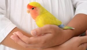 Why Lovebirds Are One of The Best Pets