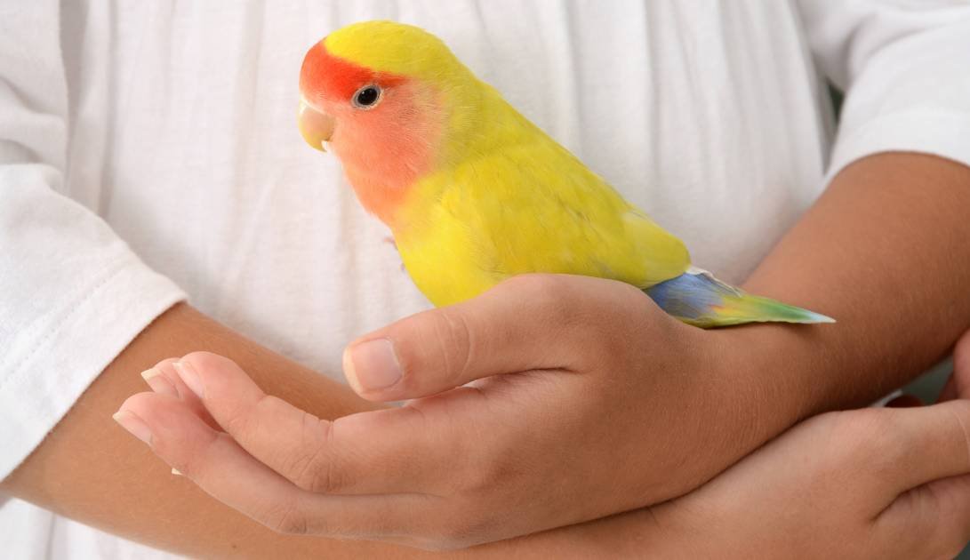 Why Lovebirds Are One of The Best Pets