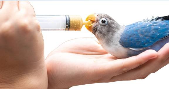lovebird hand feeding