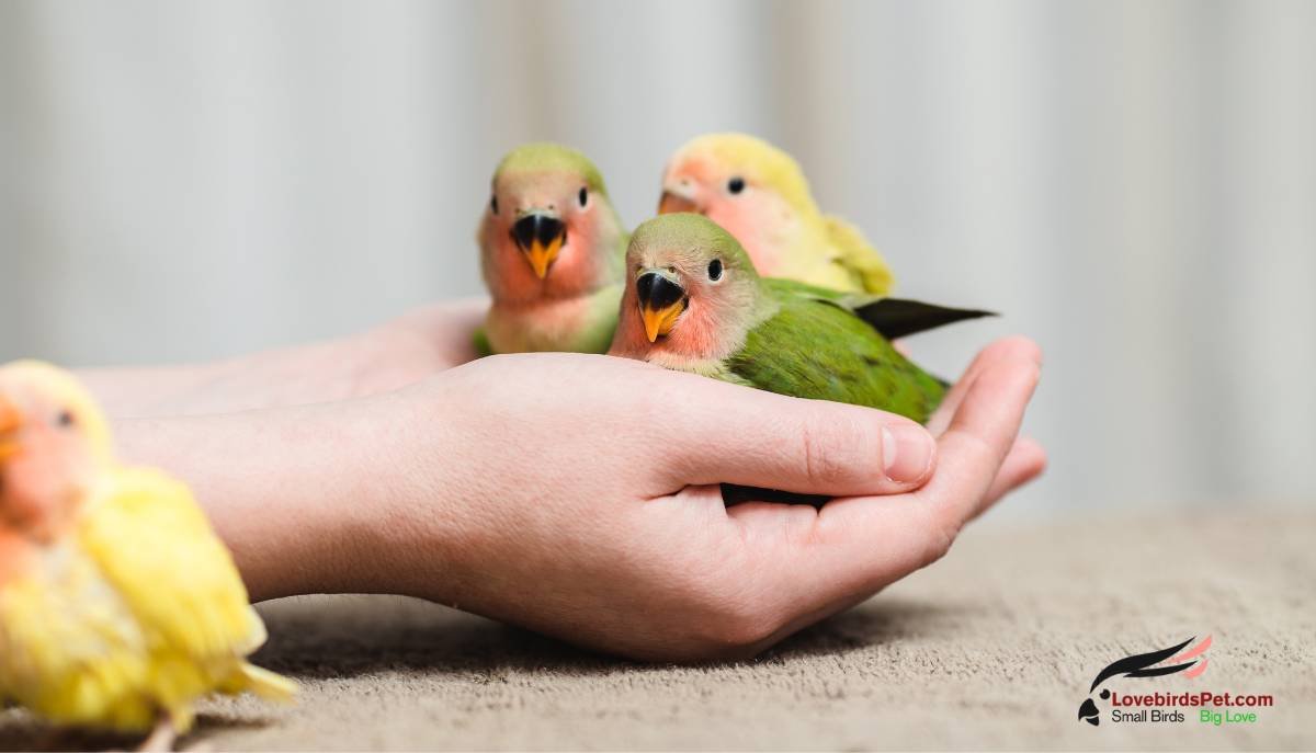 How to Socialize Your Lovebirds Effectively