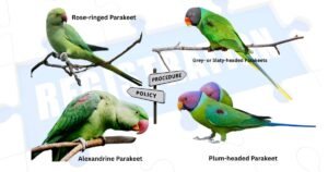 Punjab Parrot Registration Policy 2025