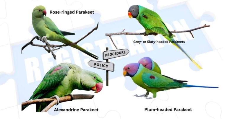Punjab Parrot Registration Policy 2025