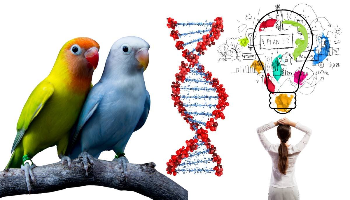 Smart Breeding & Genetic Planning in Lovebirds