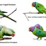Punjab Parrot Registration Policy 2025